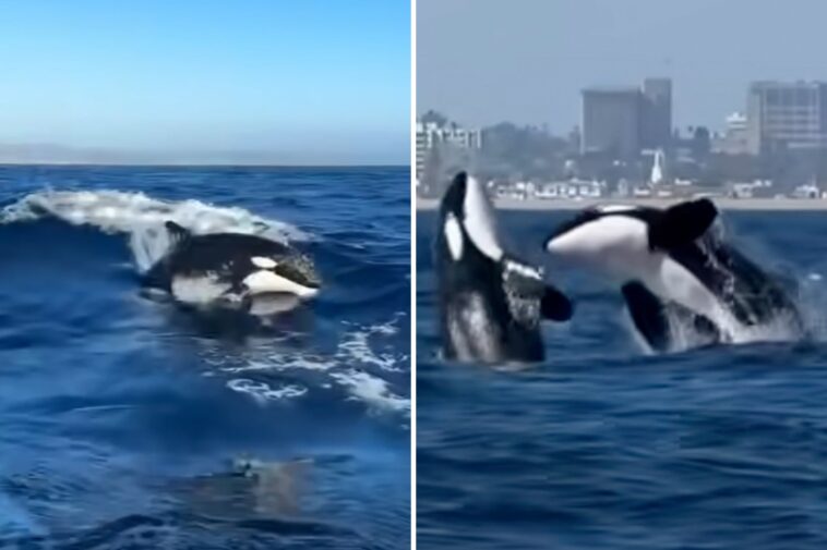 el-nino-sends-world’s-most-dangerous-apex-sea-predator-to-orange-county-beaches