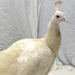 beloved-neighborhood-peacock-‘sugar’-gets-ritzy-relocation-after-recovering-from-mailman-attack