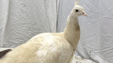 beloved-neighborhood-peacock-‘sugar’-gets-ritzy-relocation-after-recovering-from-mailman-attack