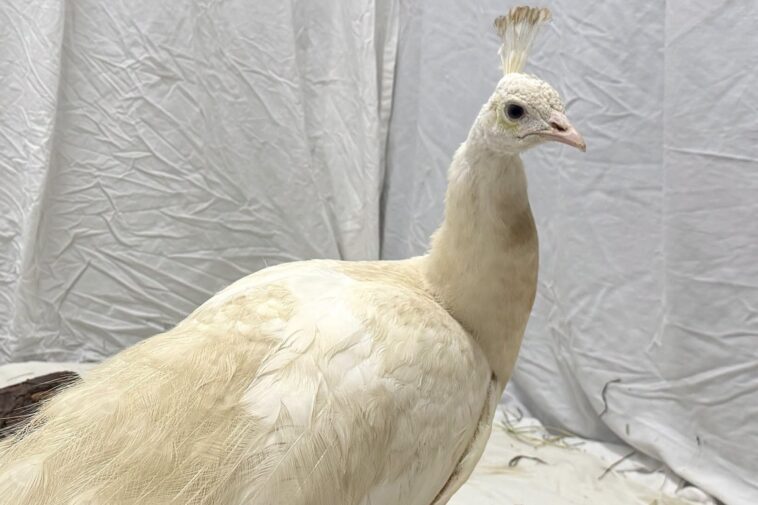 beloved-neighborhood-peacock-‘sugar’-gets-ritzy-relocation-after-recovering-from-mailman-attack