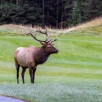 viral-video-shows-massive-elk-smash-car-window-with-brute-force-in-colorado