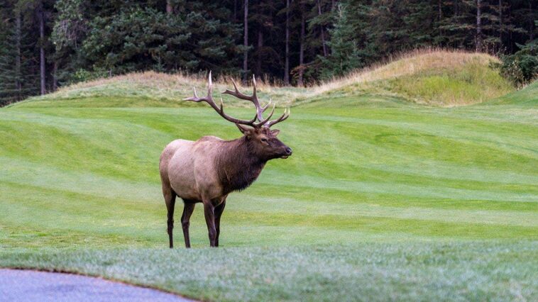 viral-video-shows-massive-elk-smash-car-window-with-brute-force-in-colorado