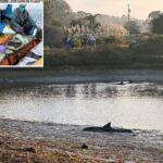 heartbreak-as-one-dolphin-dead,-three-others-trapped-on-land-after-swimming-up-california-inlet