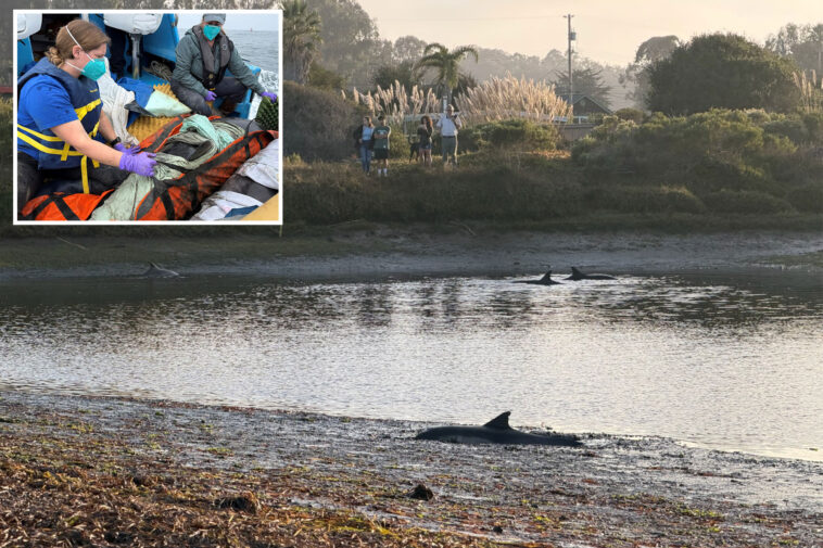 heartbreak-as-one-dolphin-dead,-three-others-trapped-on-land-after-swimming-up-california-inlet