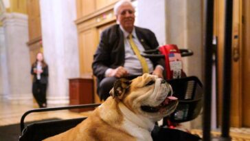 gop-senator-who-had-a-party-for-his-dog-last-week-complains-ice-is-‘dragging-people-away’