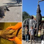 whopping-844-pound-alligator-named-snaggletooth-finally-caught-after-hunter’s-4-year-quest