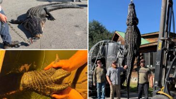 whopping-844-pound-alligator-named-snaggletooth-finally-caught-after-hunter’s-4-year-quest