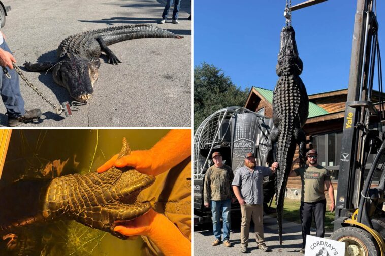 whopping-844-pound-alligator-named-snaggletooth-finally-caught-after-hunter’s-4-year-quest