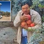 pomegranate-thief-caught-red-handed-helping-himself-to-neighbor’s-pricey-patch