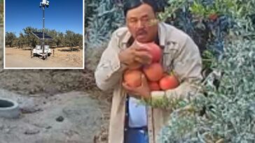 pomegranate-thief-caught-red-handed-helping-himself-to-neighbor’s-pricey-patch
