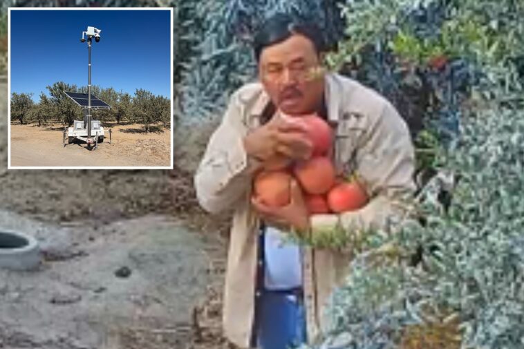 pomegranate-thief-caught-red-handed-helping-himself-to-neighbor’s-pricey-patch