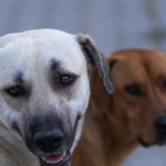 watch:-dog-leads-police-to-resident-who-had-fallen-and-been-on-the-floor-for-three-hours