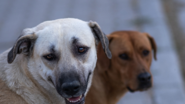 watch:-dog-leads-police-to-resident-who-had-fallen-and-been-on-the-floor-for-three-hours