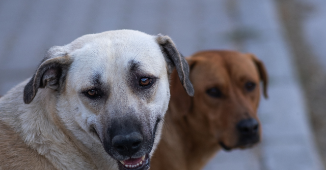 watch:-dog-leads-police-to-resident-who-had-fallen-and-been-on-the-floor-for-three-hours