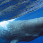 sperm-whales-crack-52-foot-yacht,-forcing-sailors-to-abandon-ship