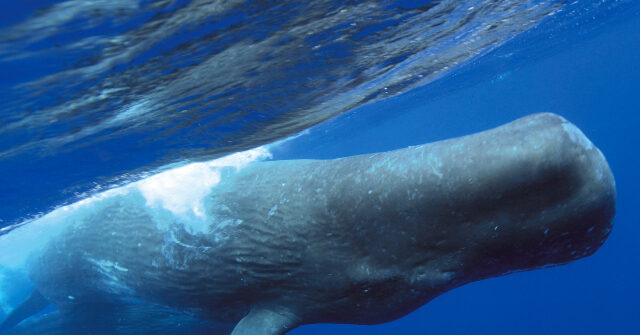 sperm-whales-crack-52-foot-yacht,-forcing-sailors-to-abandon-ship