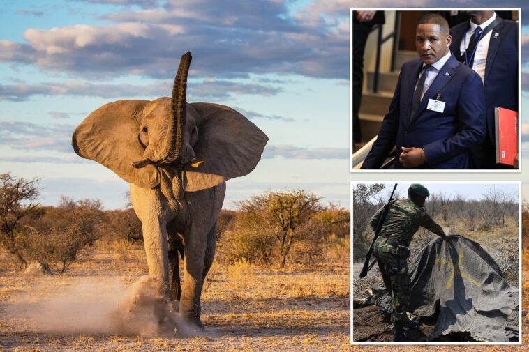 botswana-approves-killing-of-23-elephants-for-independence-celebrations