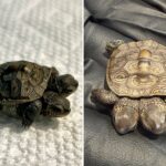 ‘especially-rare’-two-headed-baby-turtle-found-in-cape-cod