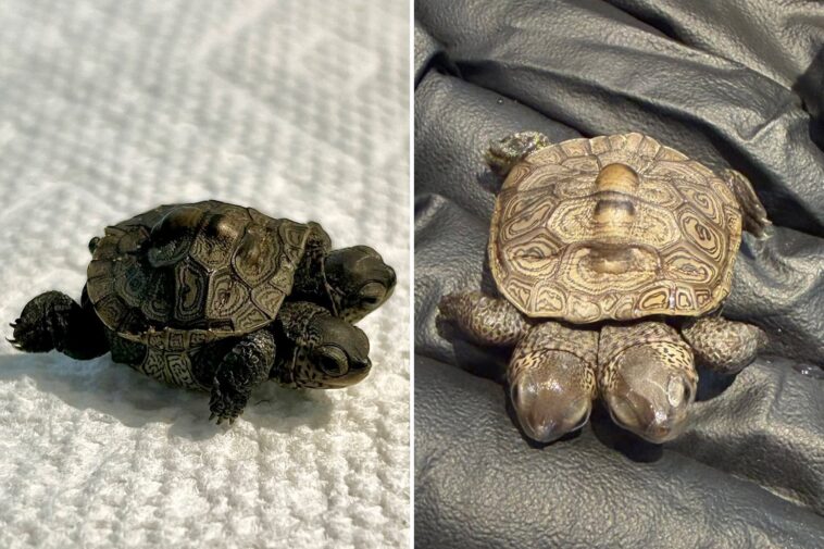 ‘especially-rare’-two-headed-baby-turtle-found-in-cape-cod