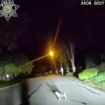 good-boy!-kansas-dog-flags-down-leawood-cop-in-the-street-and-leads-him-straight-to-owner-lying-on-the-garage-floor-for-more-than-three-hours