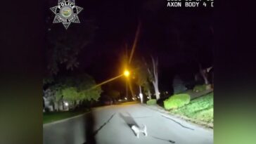 good-boy!-kansas-dog-flags-down-leawood-cop-in-the-street-and-leads-him-straight-to-owner-lying-on-the-garage-floor-for-more-than-three-hours