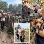 woman-ids-stolen-dog-by-its-bark-in-facebook-video-of-missouri-junk-lot