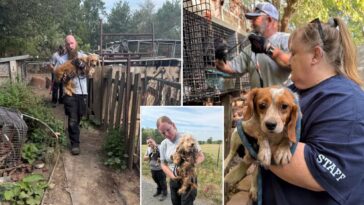woman-ids-stolen-dog-by-its-bark-in-facebook-video-of-missouri-junk-lot