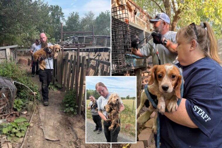 woman-ids-stolen-dog-by-its-bark-in-facebook-video-of-missouri-junk-lot
