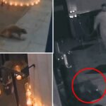 nyc’s-catholic-raccoon?-‘devout’-critter-marches-into-greenwich-village-church-during-special-mass