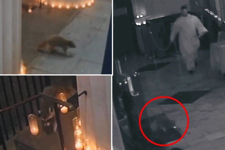 nyc’s-catholic-raccoon?-‘devout’-critter-marches-into-greenwich-village-church-during-special-mass