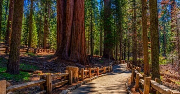 mass-migration-devastated-california’s-natural-resources-over-decades:-study