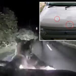 terrifying-moment-bear-springs-from-darkness-to-attack-woman’s-car-as-she’s-trapped-inside