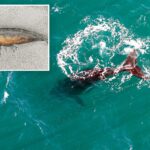 scientists-search-for-answers-as-baby-whales-wash-up-dead-in-argentina