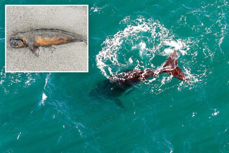 scientists-search-for-answers-as-baby-whales-wash-up-dead-in-argentina
