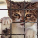 taxpayer-funded-cat-pipeline-exposes-animal-dealer-that-supplied-animals-for-covid-and-virus-experiments-at-cornell-and-colorado-state