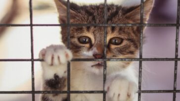 taxpayer-funded-cat-pipeline-exposes-animal-dealer-that-supplied-animals-for-covid-and-virus-experiments-at-cornell-and-colorado-state