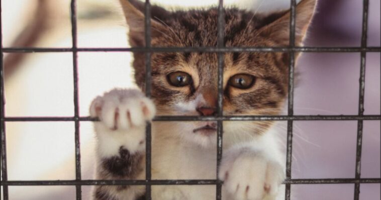 taxpayer-funded-cat-pipeline-exposes-animal-dealer-that-supplied-animals-for-covid-and-virus-experiments-at-cornell-and-colorado-state