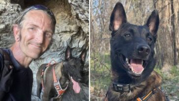 major-the-belgian-malinois-faces-death-as-owner-has-only-days-to-convince-judge-to-spare-service-dog-from-euthanasia