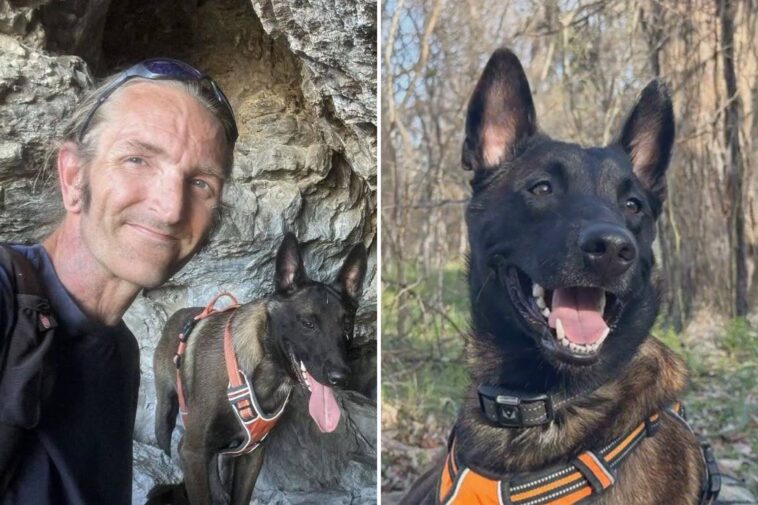major-the-belgian-malinois-faces-death-as-owner-has-only-days-to-convince-judge-to-spare-service-dog-from-euthanasia