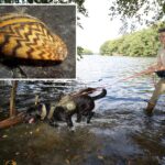 reservoir-dogs:-these-pups-are-protecting-nyc’s-water-supply-by-sniffing-out-invasive-species