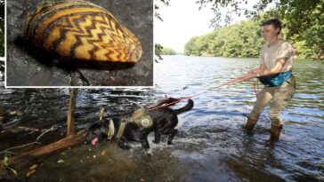 reservoir-dogs:-these-pups-are-protecting-nyc’s-water-supply-by-sniffing-out-invasive-species