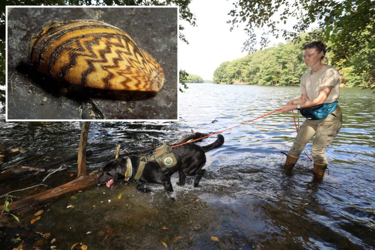 reservoir-dogs:-these-pups-are-protecting-nyc’s-water-supply-by-sniffing-out-invasive-species