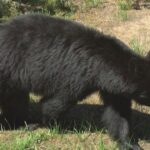 bear-attack-leaves-2-people-injured-outside-their-home-in-idaho,-authorities-say