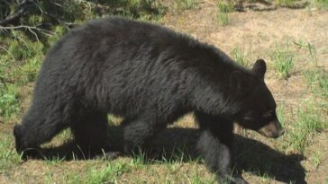 bear-attack-leaves-2-people-injured-outside-their-home-in-idaho,-authorities-say