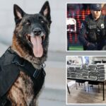 driver’s-wild-story-falls-apart-after-police-k9-sniffs-out-the-truth