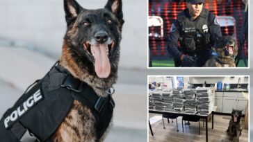 driver’s-wild-story-falls-apart-after-police-k9-sniffs-out-the-truth