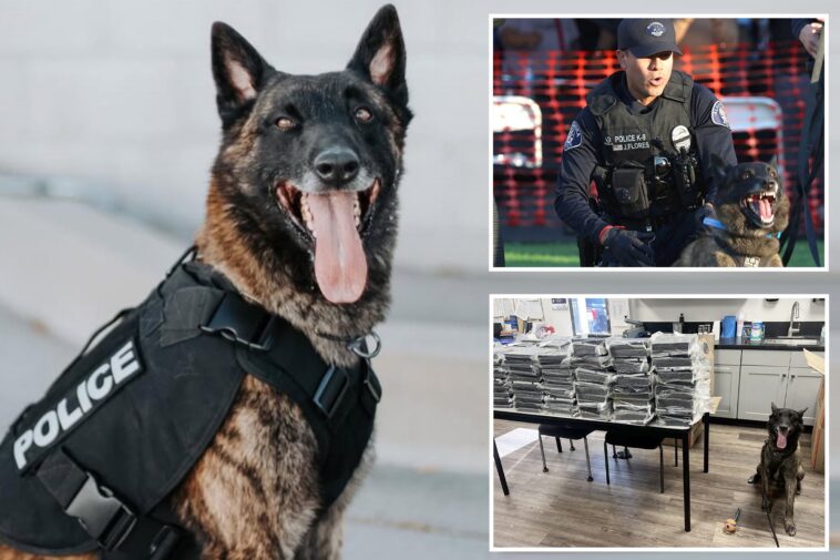 driver’s-wild-story-falls-apart-after-police-k9-sniffs-out-the-truth