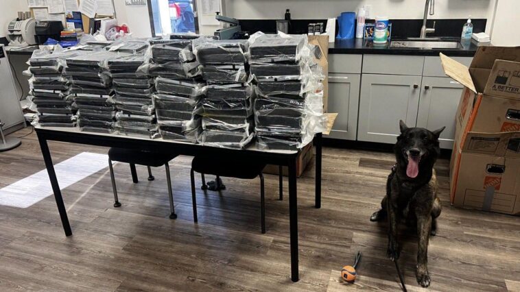 california-k-9-otis-helps-police-seize-440-pounds-of-cocaine-during-alhambra-traffic-stop