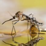 ancient-mosquito-virus-plagues-western-florida