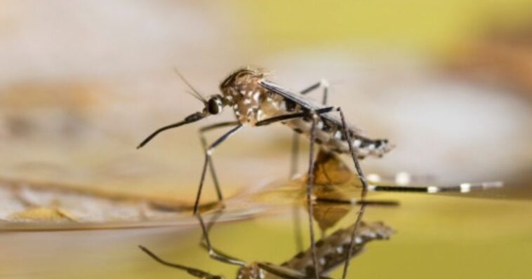 ancient-mosquito-virus-plagues-western-florida